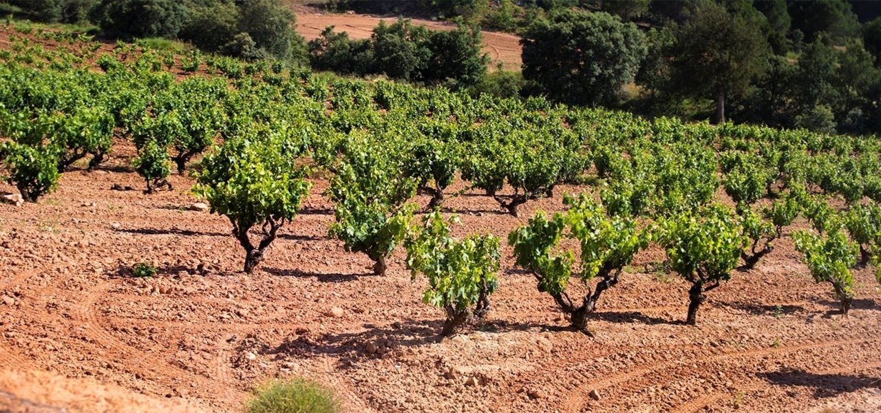 Exclusive wine tasting at Bodegas Cair